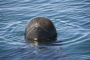 Short finned pilot whale (Globicephala macrorynchus). A spy hopping pilot whale. Gulf of California.