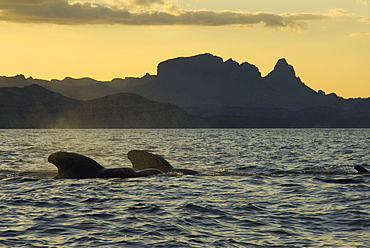 Short finned pilot whale (Globicephala macrorynchus). Two pilot whales resting at the surface at evening.  Gulf of California.