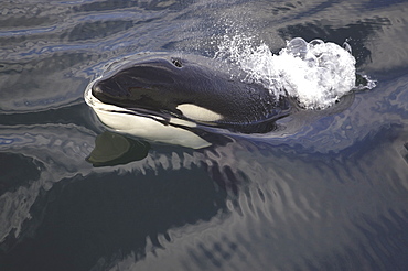 Killer whale (Orcinus orca) head surfacing at speed. Gulf of California. (A4 only).