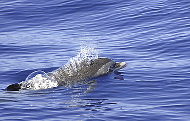 Spotted dolphin (Stenella attenuata). A spotted dolphin showing the typicaly pale beak. Caribbean.   (RR)