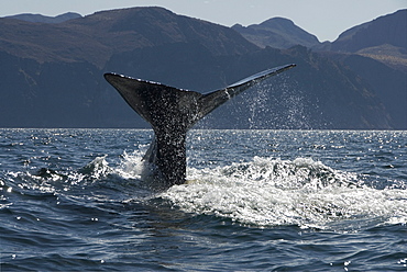 Sperm whale. (Physeter macrocephalus). Close to shore a diving sperm whale raises its tail. Gulf of California.