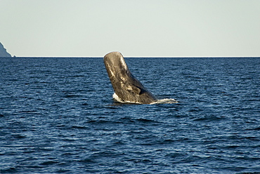 Sperm whale. (Physeter macrocephalus). A sperm whale half breaches onto its back. Gulf of California.