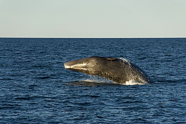 Sperm whale. (Physeter macrocephalus). A breaching sperm whale showing its underside and mouth. Gulf of California.