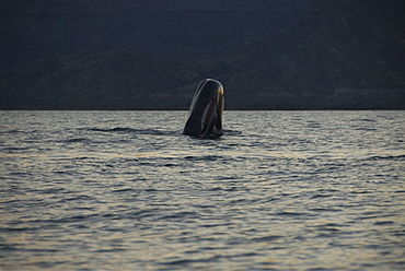 Sperm whale. (Physeter macrocephalus). A sperm whale breaches with its mouth open. Gulf of California.