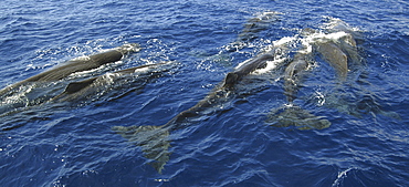 Sperm whale. (Physeter macrocephalus). A group of sperm whales socialising. Caribbean.