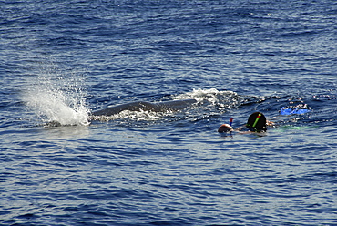 Sperm whale. (Physeter macrocephalus). A very relaxed sperm whale passes two swimmers. Caribbean.