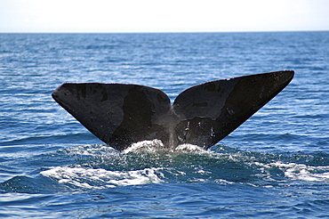 Sperm whale. (Physeter macrocephalus). The tail of a sperm whale showing the sloughed skin typical of this species. Caribbean.