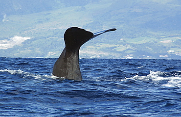 Sperm whale. (Physeter macrocephalus). The tail of a sperm whale raised high for a deep dive. Caribbean.