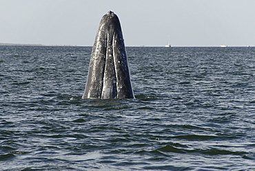 Gray whale (Eschrichtius robustus). A grey whale head rises vertically out of the water. Mexico.