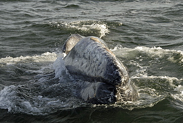 Gray whale (Eschrichtius robustus). The head of a gray whale. Mexico.