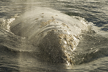 Gray whale (Eschrichtius robustus). The blow of a gray whale lingers as a fine mist. Mexico.