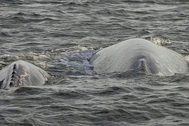 Gray whale (Eschrichtius robustus). A gray whale mother and calf. Mexico.