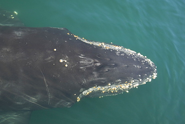 Humpback whale (Megaptera novaeangliae). Looking directly down on to a humpback whale as it surfaces alongside.   Gulf of California.