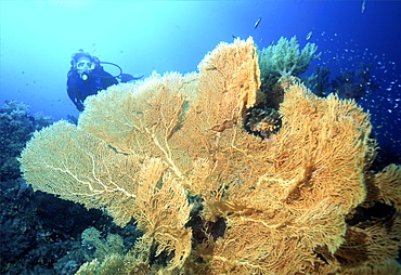 diver in the red sea with some red soft coral. Red Sea