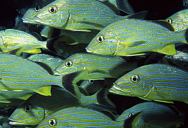 School of fish (Species currently unidentified) close up