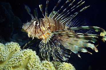 Lion fish.