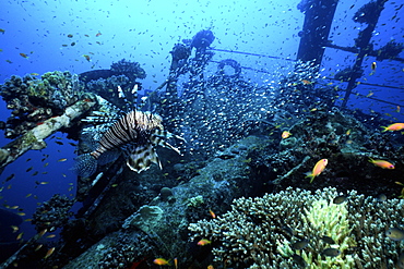 Lion fish over wreck