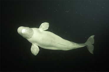 Beluga whales in the white sea . Russia