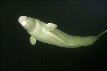 Beluga whales in the white sea . Russia