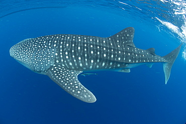 Whale shark, Madagascar, Indian Ocean, Africa