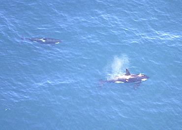 Aerial of Orca or Killer Whale (Orcinus orca). Gulf of Maine, USA.    (rr)