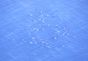 Aerial of Tuna fish.  Gulf of Maine, USA.    (rr)