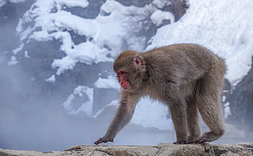 Snow monkey, Honshu, Japan, Asia