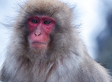 Snow monkey, Honshu, Japan, Asia