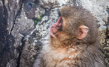 Snow Monkey face, Honshu, Japan, Asia