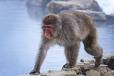 Snow monkey walking on the edge of the Onsen, Honshu, Japan, Asia