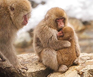 Snow monkey family, Honshu, Japan, Asia