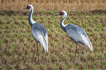 White naped crane (Antigone vipio), Arasaky, Hokkaido, Japan, Asia