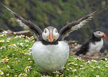 Puffin flapping in the rain on Skomer, Wales, United Kingdom, Europe