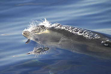 Bottlenose dolphin surfacing to breath (Tursiops truncatus) Azores, Atlantic Ocean (A4 only).