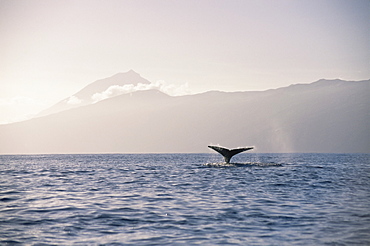 Sperm Whale (Physeter macrocephalus) flukes in front of Pico. Azores