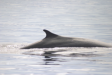 Fin Whale ( Balaenoptera physalus) dorsal fin. Azores (A4 only).