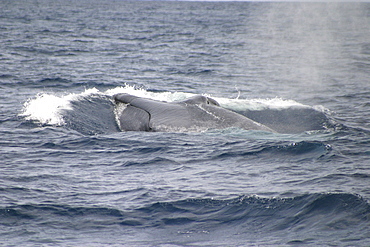 Blue whale surfacing to breath (Balaenoptera musculus) Azores, Atlantic Ocean (A4 only).