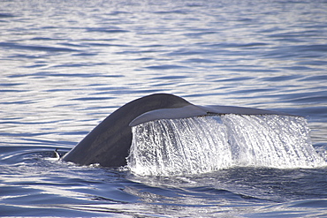 Blue Whale, Balaenoptera musculus, showing flukes off the Azores Islands (A4 only).