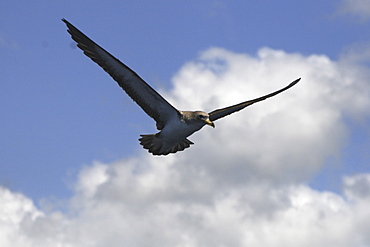 Cory's shearwater, Calonectris diomeda, flying off the Azores (A4 only).