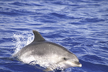 Bottlenose dolphin, (Tursiops truncatus). Azores (A4 only).