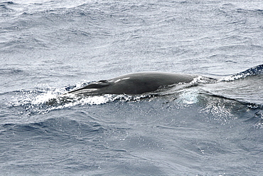 Minke Whale Surfacing Sequence. Azores, North Atlantic