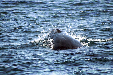 Sei Whale breaking through the waves. Azores, North Atlantic