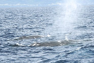 Pair of Fin Whales at the surface. Azores, North Atlantic