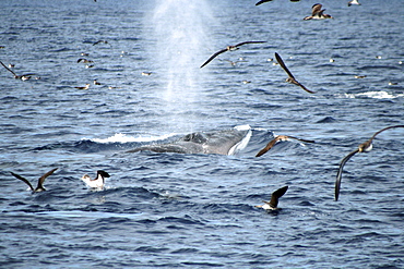 Fin Whale surfacing amid Cory's Shearwaters in the Azores