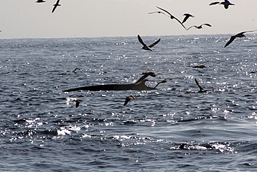 Fin Whale surfacing amid Cory's Shearwaters in the Azores