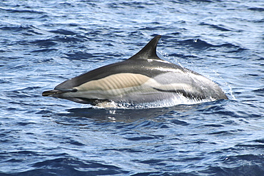 Common Dolphin leaping at the surface, showing outline of the ribs. Azores, North Atlantic