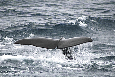 Sperm Whale Fluke. Azores, North Atlantic