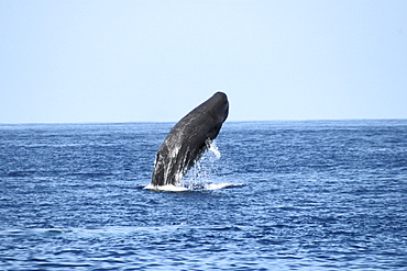 Sperm Whale Breach Sequence. Azores, North Atlantic