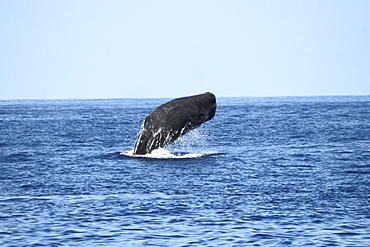 Sperm Whale Breach Sequence. Azores, North Atlantic