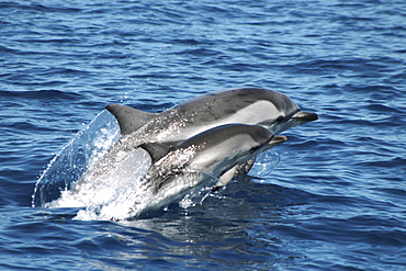 Striped Dolphin mother and calf leaping at the surface. Azores, North Atlantic